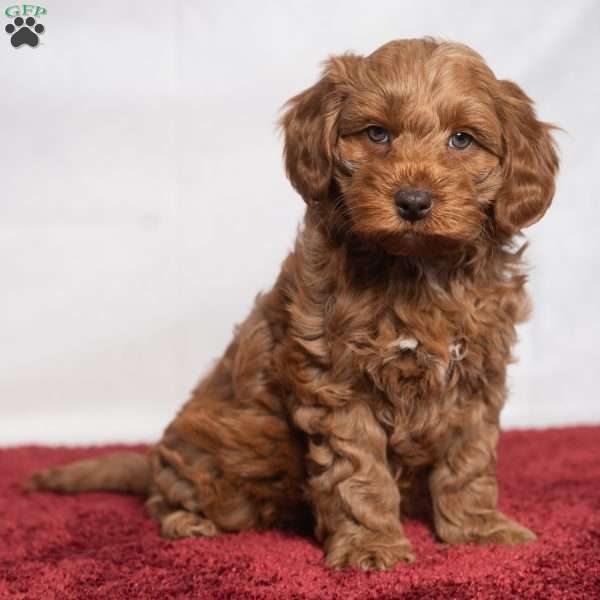 Kennedy, Cavapoo Puppy